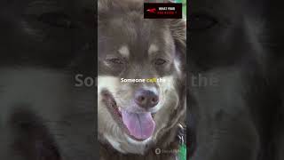 Dogs Reacting to Sounds – Hilarious Reactions 🐾🐕  What Your Dog Needs [upl. by Netniuq]