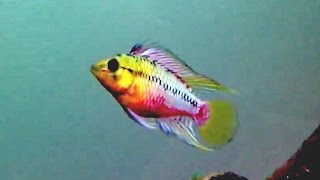 Awesome beginner fish  apistogramma hongsloi [upl. by Chasse]