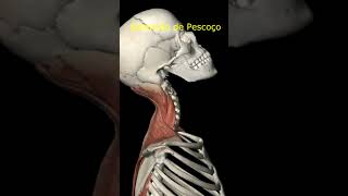 Extensão de pescoço anatomia anatomiapratica anatomy medicina neck [upl. by Bobina]