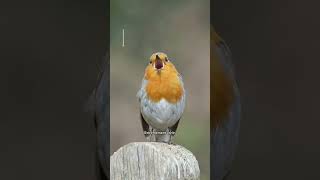 Reconnaître 5 oiseaux par leur chant 🎶😍 [upl. by Wendall]