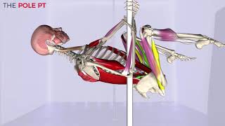 Pole Anatomy  pole invert the muscles anatomy and biomechanics of pole [upl. by Septima]