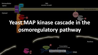 Yeast MAP kinase cascade in the osmoregulatory pathway [upl. by Pega]