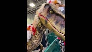 Jurassic Quest Minneapolis 2024 raptor show [upl. by Balcer505]