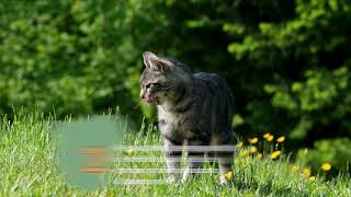 CAMPAÑA DE CONCIENCIACIÓN SOBRE FELINOS EN CABANILLAS [upl. by Eladnor]