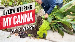 Digging Up Canna — My First Attempt at Overwintering [upl. by Hayimas]