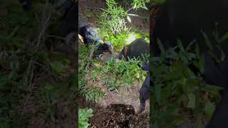 Done coonhound hunting hounddog explore wildlife survival sensitive shorts coonhunting [upl. by Heppman]