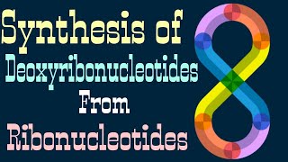 synthesis of Deoxyribonucleotides from Ribonucleotides  Lecture 5 [upl. by Larok746]