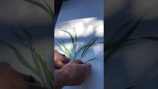 Staging wheat is an art as well as a science  Corteva Agriscience Canada [upl. by Lemmy]