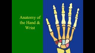 Radiographic Anatomy and Positioning of the Upper Extremity [upl. by Lasyrc]