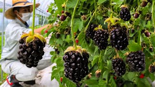 How to Farming Millions Pounds Of Blackberry  Blackberry Cultivation And Harvesting Technique 2023 [upl. by Atirehs580]