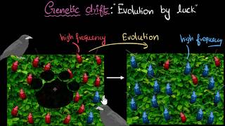 Genetic drift  Heredity amp Evolution  Biology  Khan Academy [upl. by Didier345]