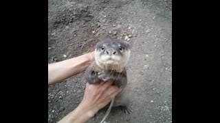 Otter Cute Video  Cute Baby Otter Learning to Walk [upl. by Pfeifer]