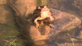 American Toads Singing [upl. by Ennywg]