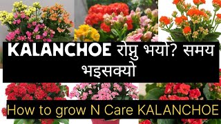 Care of Kalanchoe plant  Grow KalanchoeHow To Grow and Care Kalanchoe Kalanchoe रोप्ने समय भयो । [upl. by Attenahs870]