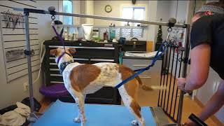 Overhead Restraint System for Pet Grooming [upl. by Brynn]