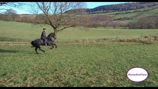 Friesian horse and a beautiful natural collected uphill canter [upl. by Aaronson]