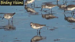 Western Sandpipers  Mission Bay  San Diego [upl. by Margy782]