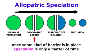 Types of Speciation Allopatric Sympatric Peripatric and Parapatric [upl. by Cirdes]