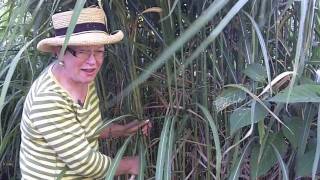 How To Care For A Miscanthus Giganteus  wwwWindDancerGardencom [upl. by Stockmon]