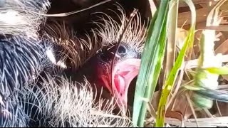 Greater Coucals babies eating food🌳🌲🌴🥚🐣🐥🐤🐛🦗🦎🐜🦑🦂🦗🦗🦗🐧🐧🕊🕊🕊🌴🌲🌳😘😍🥰👍👍 [upl. by Erised300]