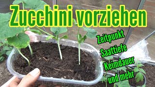 Zucchini anbauen Aussäen und pikieren Vorziehen von Zucchini Pflanzen [upl. by Stevy]