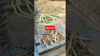 86032 shorts viralshorts ganna sugercane upbijnor farming bijnor indianfarming [upl. by Awjan]