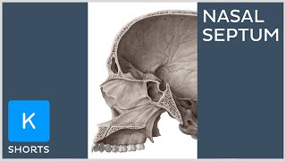 Bones of the nasal septum mnemonic  Kenhub shorts [upl. by Aytnahs]