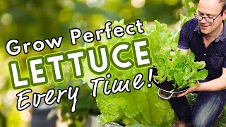 How To Grow Perfect Lettuce Every Time 🥬 [upl. by Antone]