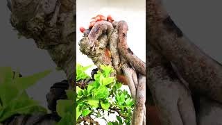 Bonsai dáng nhân văn siêu đẹp của nghệ nhân trung quốc httpssshopeevn3VSN2SiSyg [upl. by Weiler]