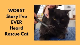 WORST Story Ive EVER Heard  Rescue Cat  Matted Cat Groom [upl. by Nelyahs]