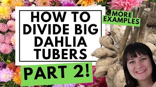 Learn How To Divide Your Dahlia Tubers and Multiply Your Dahlia Stock [upl. by Peltz]