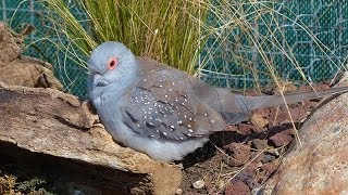 La Colombe diamant ou Géopélie diamant [upl. by Asirap]