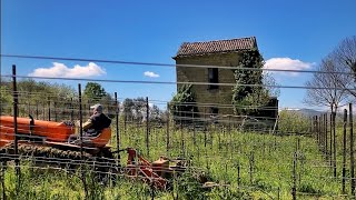 Trinciatura nella vigna di Aglianico Cesco di Nece Mustilli [upl. by Dewie85]