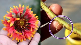 Grow Gaillardia from Cuttings in Water No Seeds Needed [upl. by Ailaza]