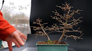 Repotting and Pruning Two Larch Trees Part 1 The Bonsai Zone Feb 2024 [upl. by Rehprotsirhc33]