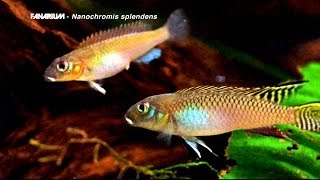 Nanochromis splendens [upl. by Ahsiekram795]