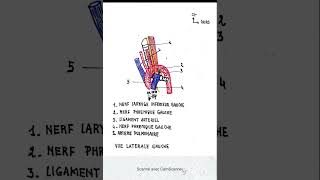 Vue latérale gauche de laorte et de l artère pulmonaire [upl. by Adara]