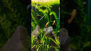 Best Algae Eater Fish and Snail For Planted Aquarium algaeeater [upl. by Niak]