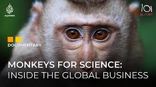 Monkey Business The Transnational World of Primate Testing  101 East Documentary [upl. by Bertrand45]