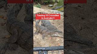 Feeding 15 Crocodiles In Australia 😱🐊shorts crocodile [upl. by Freyah743]