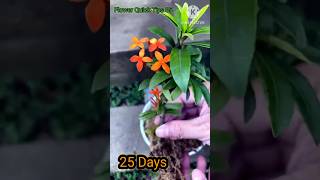 How to Grow Ixora Coccinea flowers from cuttings at home for beginners  Ixora [upl. by Reena]