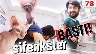 Kliniği Tüysüz Sfenksler Bastı 😳 ÇOK TATLILAR Sphynx Kedisi DoBiDa 78 [upl. by Stratton]