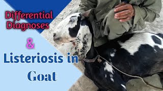 Listeriosis in Goat  How vet save animals life  Differential Diagnoses of Listeriosis [upl. by Merri]