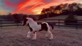 Bay Tobiano Gypsy Vanner colt  “The Ringmaster” [upl. by Nirehtak]