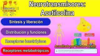 Neurotransmisores  Sistema nervioso central  Acetilcolina  Acetilcolina fisiología [upl. by Tneciv]