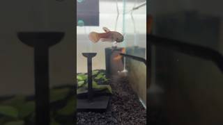 Feeding dah macrostoma Betta betta aquariumfish tropicalfish aquariumfish [upl. by Nemad]