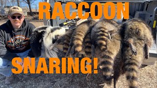 RACCOON SNARING Late Season Trapping S2 E9 [upl. by Bev]