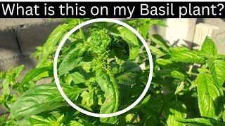 This is how Aphids and Whiteflies can affect Basil plants》Watch if you grow or plan to grow Basil [upl. by Enaled]