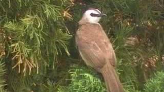 sound of Yellowvented Bulbul [upl. by Haelhsa]