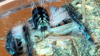 The Worlds Most Beautiful Tarantula Feeding Video [upl. by Barbara]